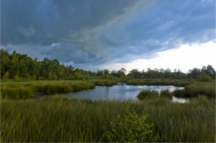 De Groote Peel National Park