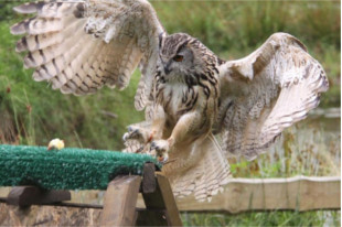 Falconcrest Roofvogelpark